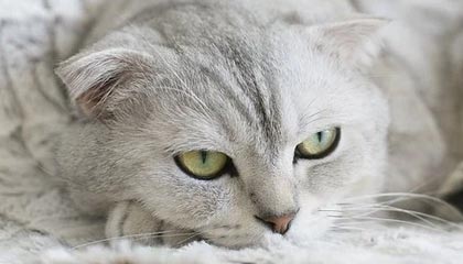 爱游戏 电竞-中国足球的球员伤病管理体系建设方案，足球运动员常见伤病